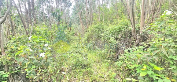 Terreno para Venda em Monchique