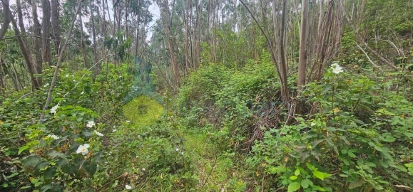 Terreno para Venda em Monchique