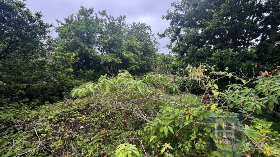 Terreno para Venda em Arco de São Jorge Foto 14