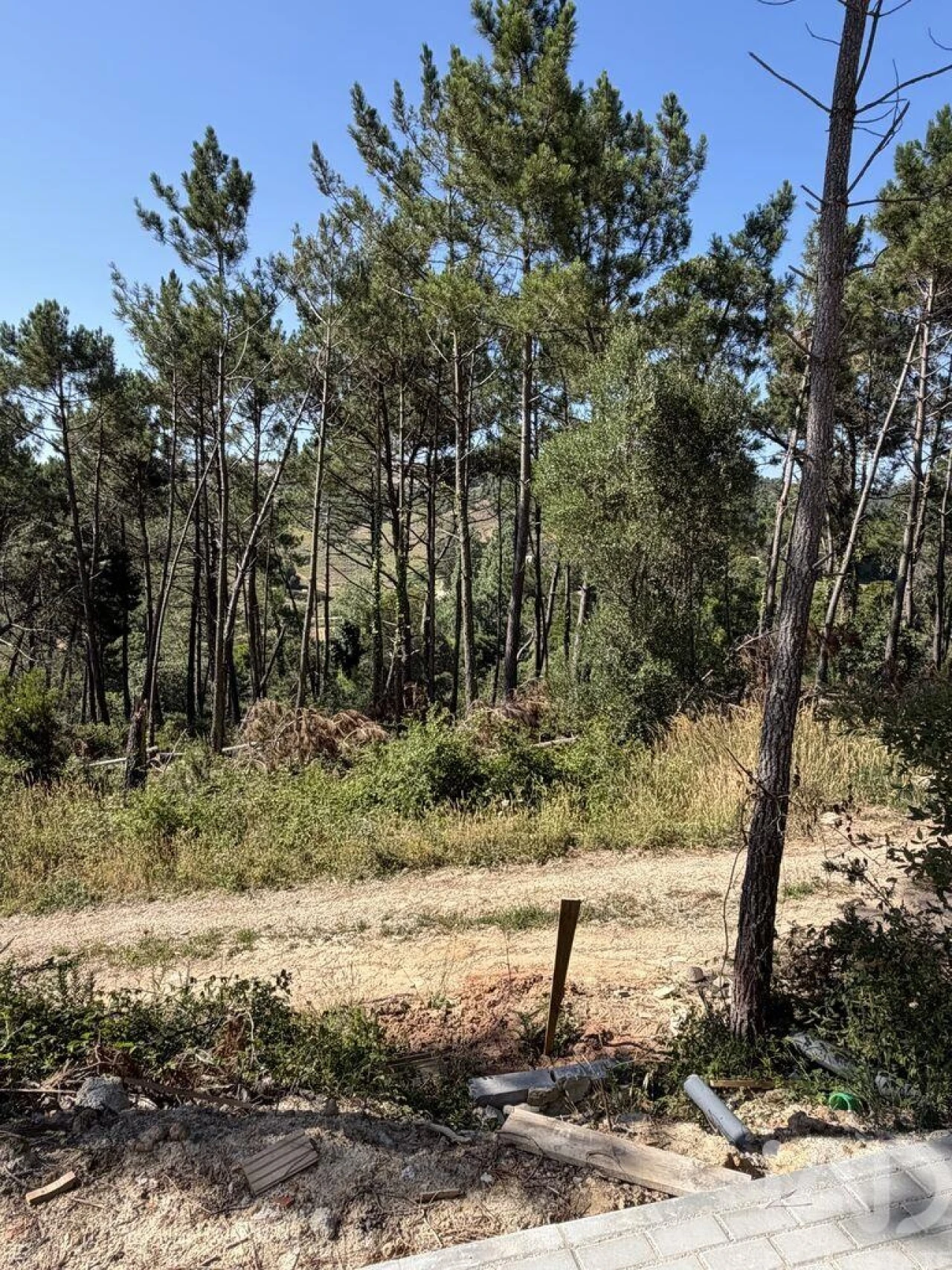 Terreno para Venda em Santo Isidoro Foto 10