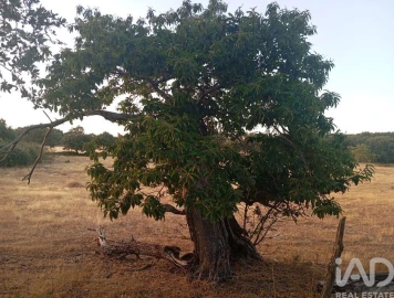 Quinta T3 para Venda em São Salvador da Aramenha