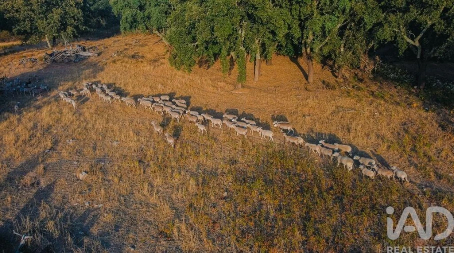 Quinta T3 para Venda em São Salvador da Aramenha Foto 9