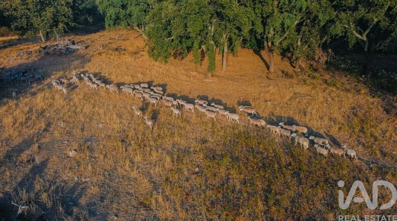 Quinta T3 para Venda em São Salvador da Aramenha Foto 9