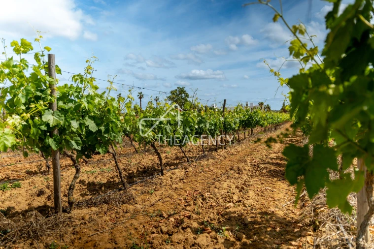 Quinta T39 para Venda em Albufeira e Olhos de Água Foto 16