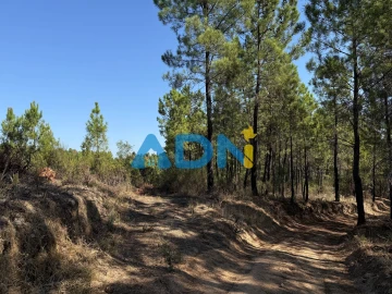 Terreno para Venda em Salgueiro do Campo