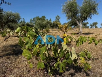 Terreno para Venda em Salgueiro do Campo