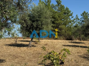 Terreno para Venda em Salgueiro do Campo