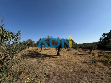 Terreno para Venda em Salgueiro do Campo