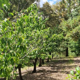 Quinta T2 para Venda em Ribeira de Nisa e Carreiras