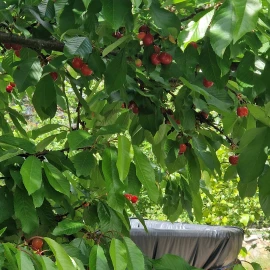 Quinta T2 para Venda em Ribeira de Nisa e Carreiras