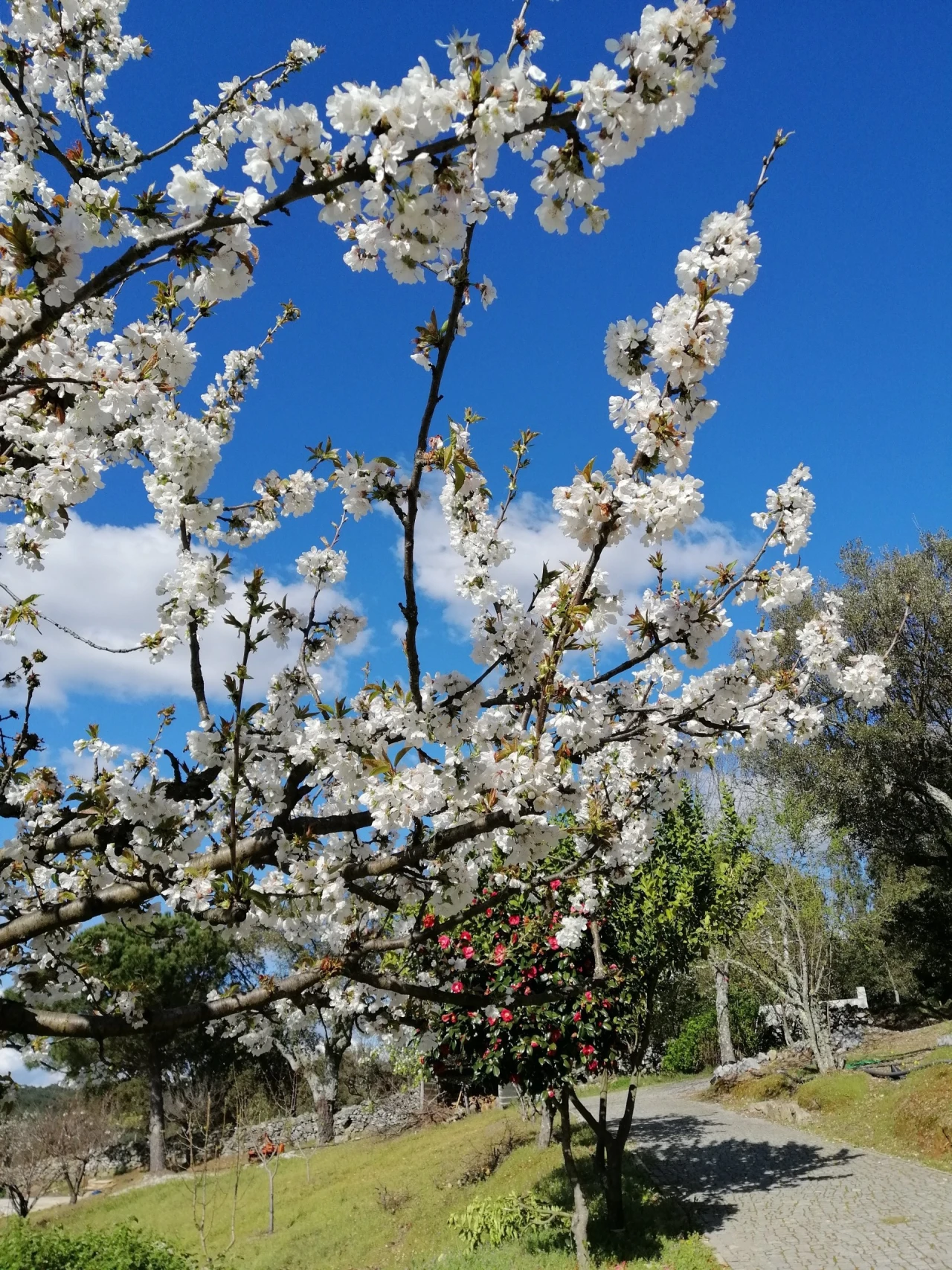 Quinta T2 para Venda em Ribeira de Nisa e Carreiras Foto 12