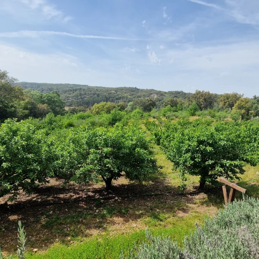 Quinta T2 para Venda em Ribeira de Nisa e Carreiras Foto 16