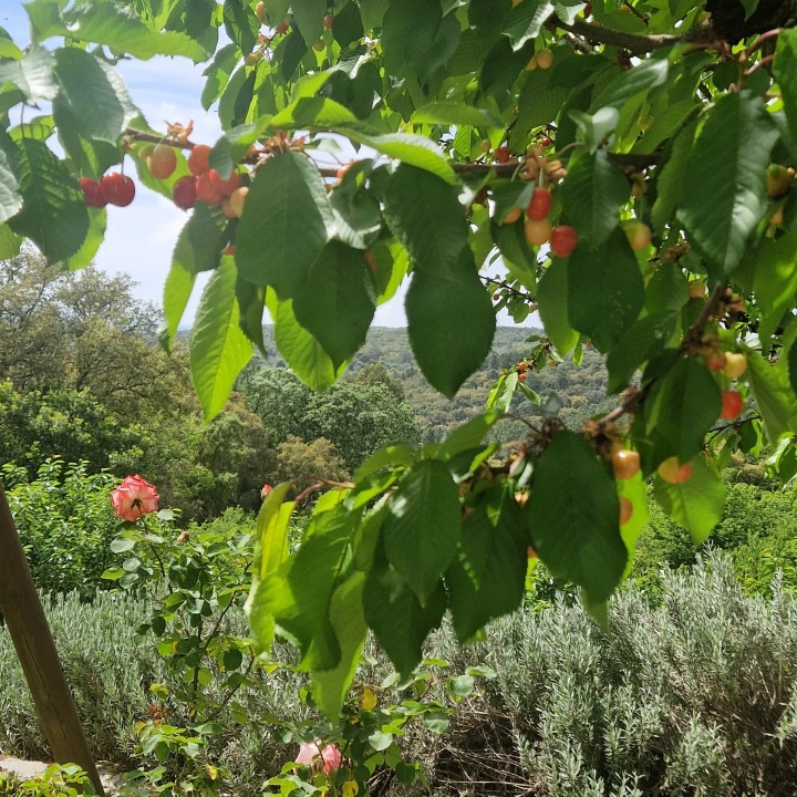 Quinta T2 para Venda em Ribeira de Nisa e Carreiras Foto 14