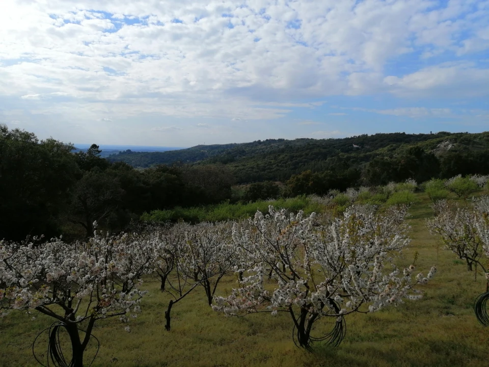 Quinta T2 para Venda em Ribeira de Nisa e Carreiras Foto 3