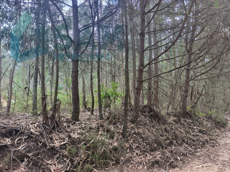 Terreno Agricola ou Rústico para Venda em Maxial e Monte Redondo Foto 1