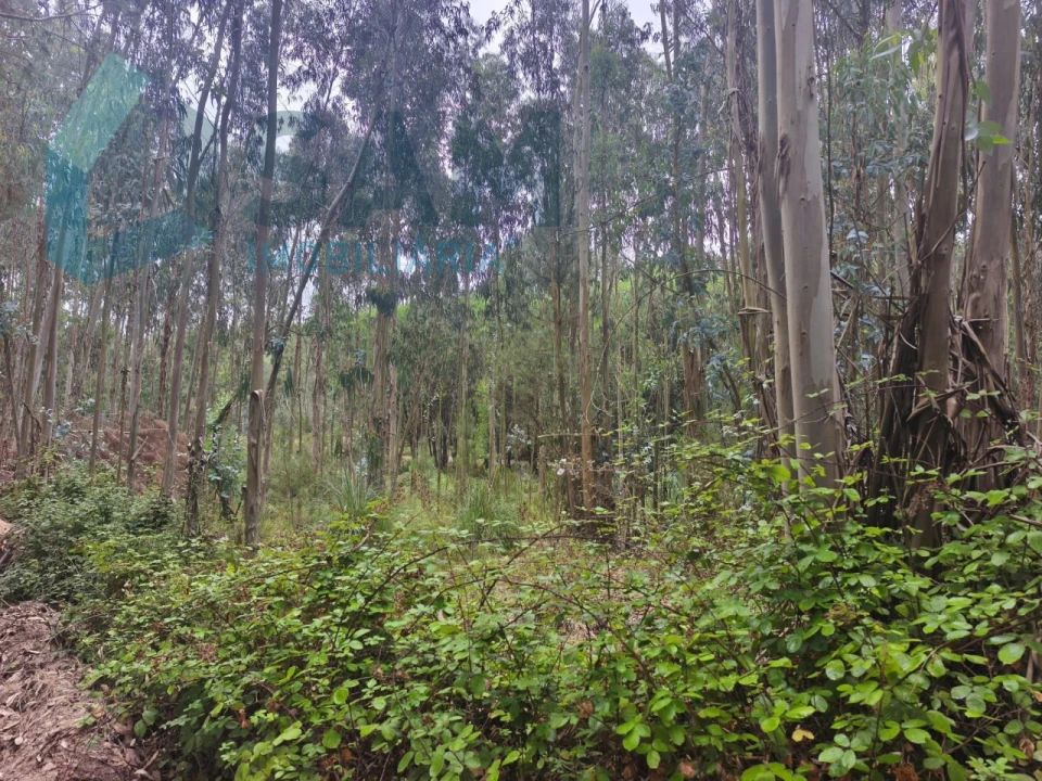 Terreno Agricola ou Rústico para Venda em Maxial e Monte Redondo Foto 2