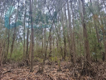 Terreno Agricola ou Rústico para Venda em Maxial e Monte Redondo