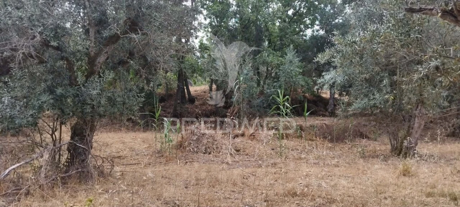 Quinta T3 para Venda em Santa Maria da Devesa Foto 16