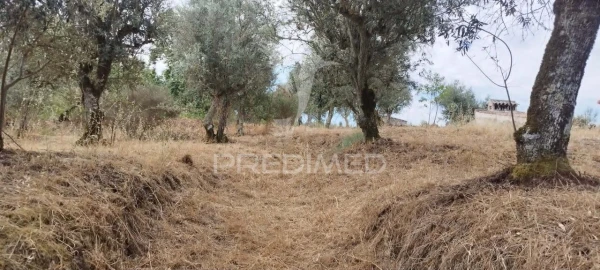 Quinta T3 para Venda em Santa Maria da Devesa