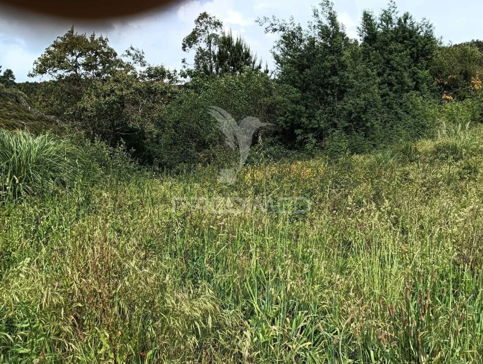 Terreno para Venda em Campo e Sobrado Foto 7