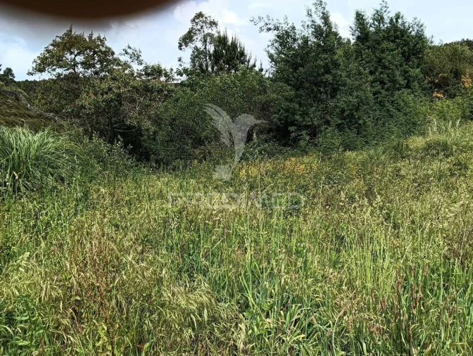 Terreno para Venda em Campo e Sobrado Foto 7