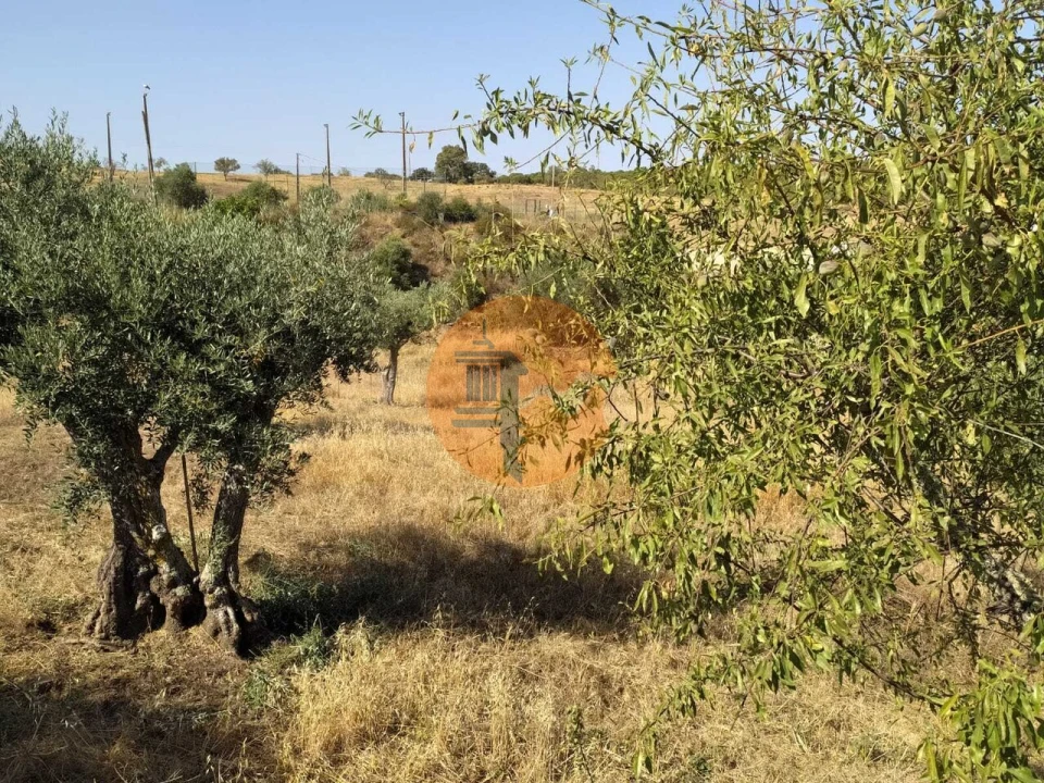 Terreno para Venda em Martim Longo Foto 5