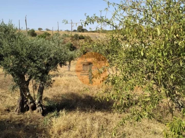 Terreno para Venda em Martim Longo