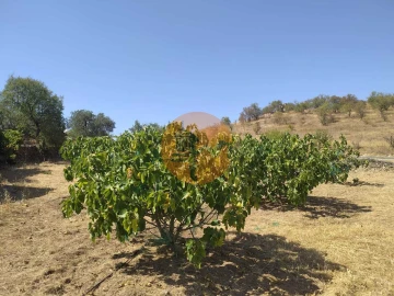 Terreno para Venda em Martim Longo