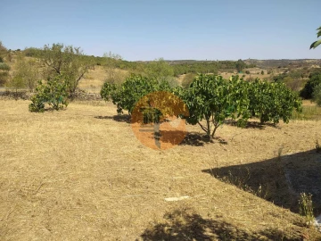 Terreno para Venda em Martim Longo