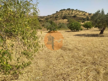 Terreno para Venda em Martim Longo
