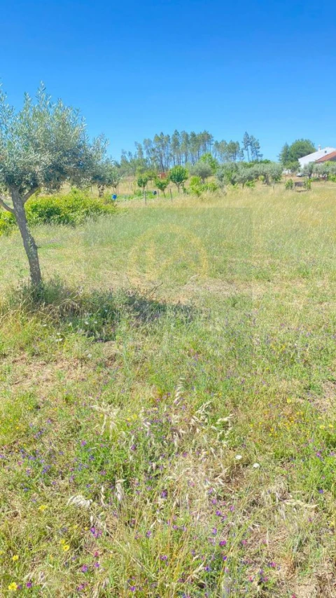 Terreno para Venda em Sarzedas