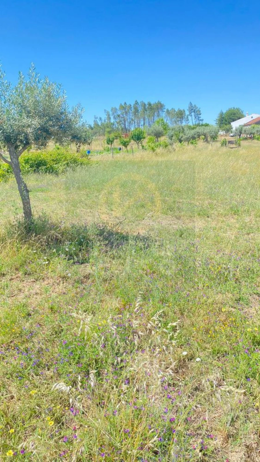 Terreno para Venda em Sarzedas Foto 6