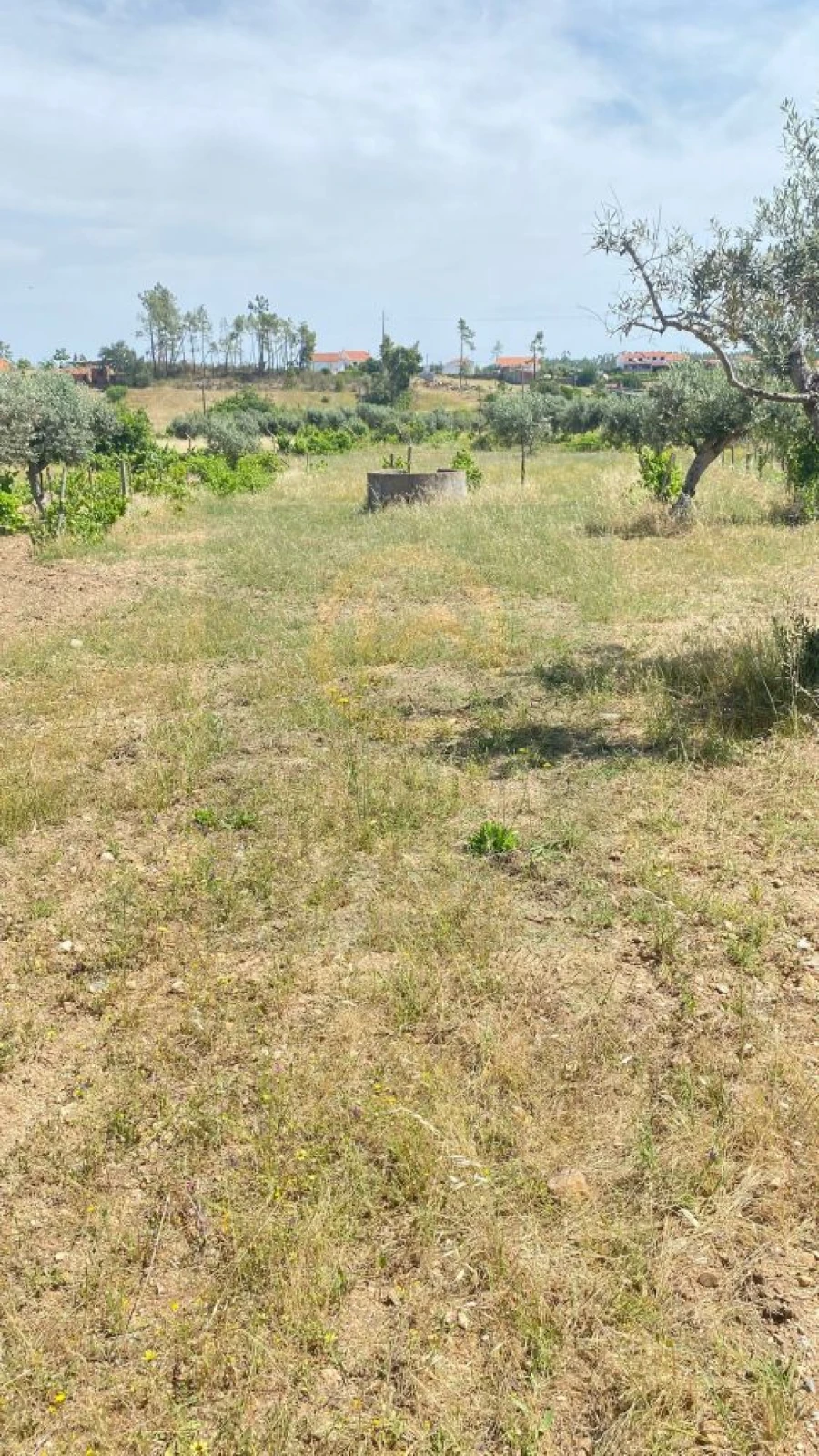 Terreno para Venda em Sarzedas Foto 4