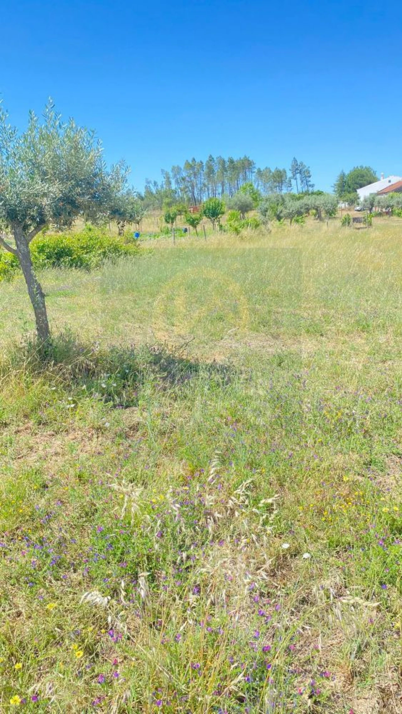 Terreno para Venda em Sarzedas Foto 6