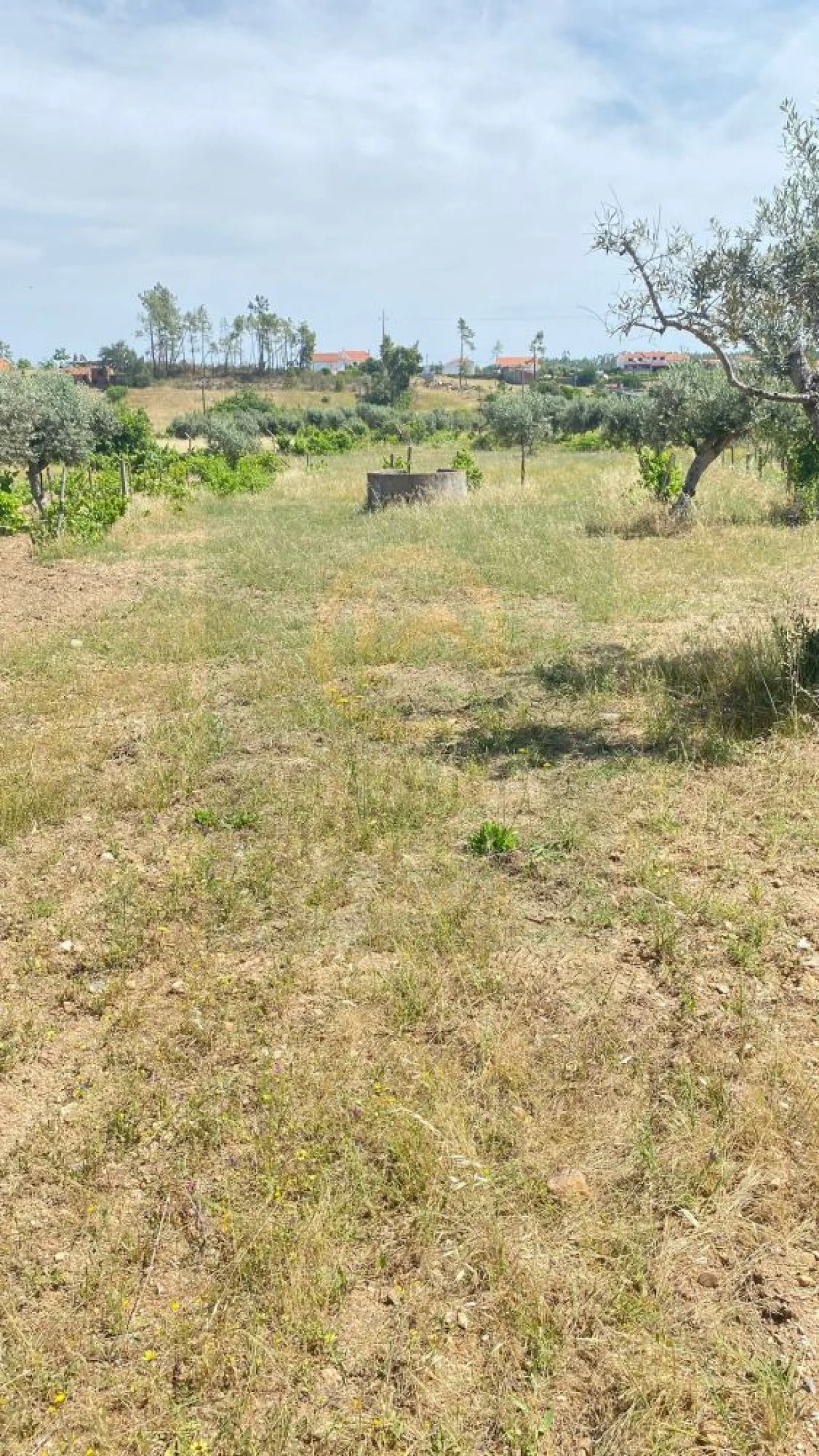 Terreno para Venda em Sarzedas Foto 4
