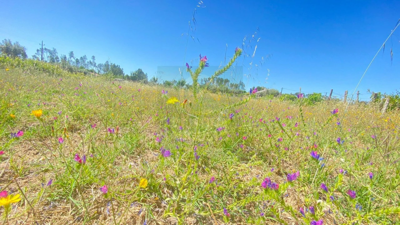 Terreno para Venda em Sarzedas Foto 1