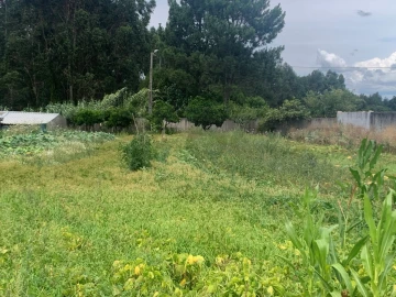 Terreno para Venda em Cacia