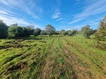 Terreno para Venda em Querença, Tôr e Benafim