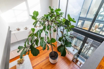 Apartamento T1 para Venda em Estrela