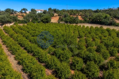 Terreno para Venda em Almancil