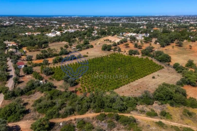 Terreno para Venda em Almancil