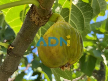 Moradia T4 para Venda em Santo Andre das Tojeiras