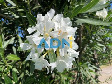 Moradia T4 para Venda em Santo Andre das Tojeiras