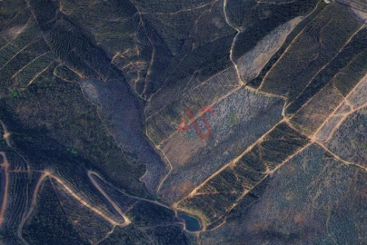 Terreno para Venda em Silvares, Pias, Nogueira e Alvarenga