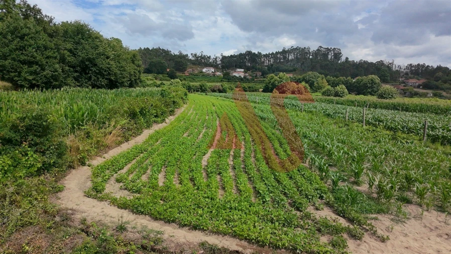 Terreno para Venda em Silvares, Pias, Nogueira e Alvarenga Foto 5