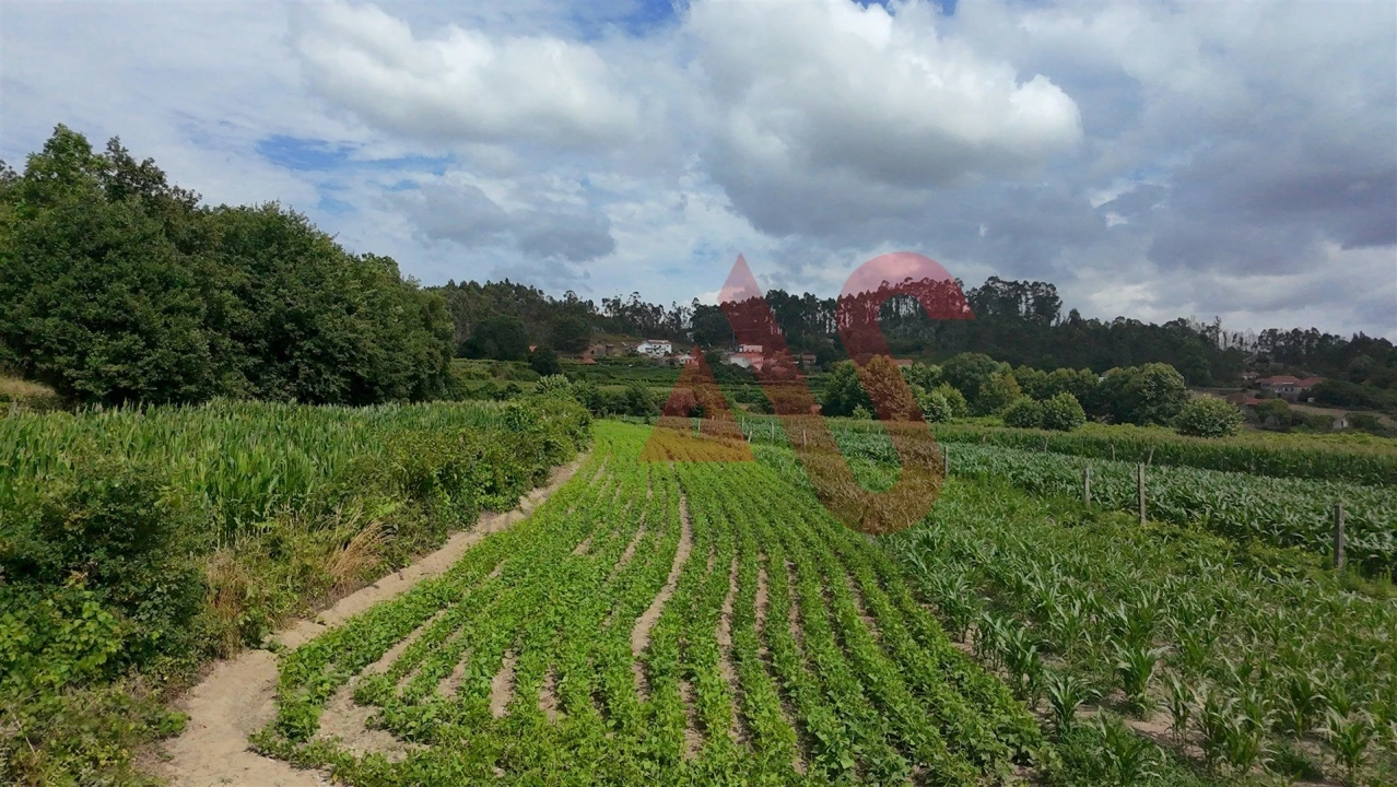Terreno para Venda em Silvares, Pias, Nogueira e Alvarenga Foto 9