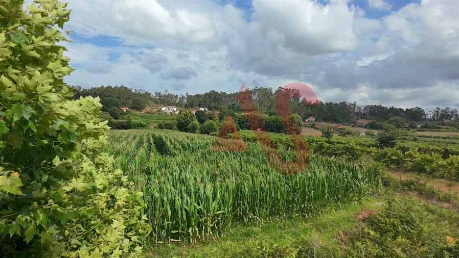 Terreno para Venda em Silvares, Pias, Nogueira e Alvarenga Foto 4