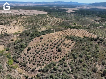 Terreno Agricola ou Rústico para Venda em Idanha-A-Nova e Alcafozes