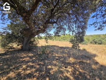 Terreno Agricola ou Rústico para Venda em Idanha-A-Nova e Alcafozes