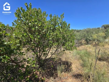 Terreno Agricola ou Rústico para Venda em Idanha-A-Nova e Alcafozes